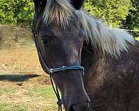 chocolate-lip-sbip-a-tiny-few-white-hair-star-horse