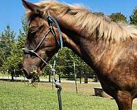 lip-sbip-a-tiny-few-white-hair-star-horse