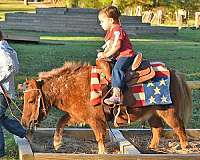 gelding-pony