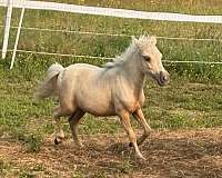 therapy-miniature-palomino-horse