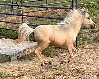 youth-miniature-palomino-horse
