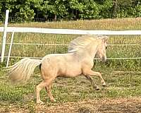 miniature-palomino-filly