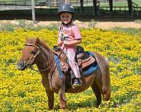 kid-safe-pony