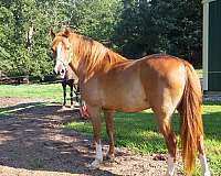blaze-rocky-mountain-horse