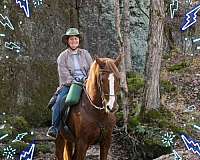 rear-rocky-mountain-horse