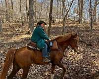 social-rocky-mountain-horse