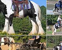kid-safe-gypsy-vanner-horse