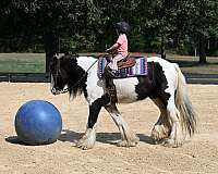 draft-gypsy-vanner-horse