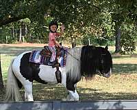 flashy-gypsy-vanner-horse
