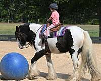draft-gypsy-vanner-horse
