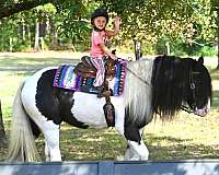 flashy-gypsy-vanner-horse