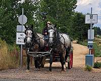 draft-percheron-horse