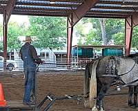 athletic-percheron-horse