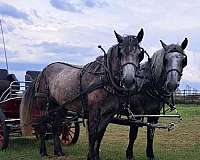 all-around-percheron-horse