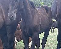 black-filly-weanling-for-sale