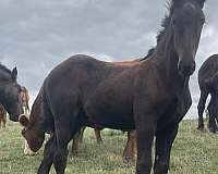 draft-filly-weanling
