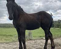 black-draft-percheron-filly-weanling