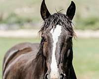 athletic-percheron-horse