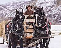 draft-percheron-horse