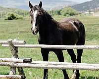 all-around-percheron-horse