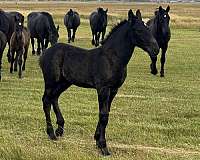 draft-percheron-colt-weanling
