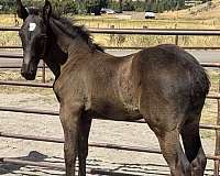 black-draft-percheron-colt-weanling