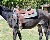 choice-mule