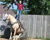 jumping-quarter-pony