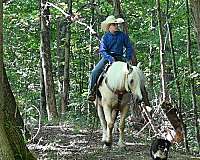 hunter-quarter-pony