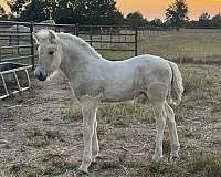 import-fjord-horse