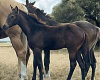 brown-working-cat-horse