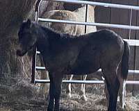 all-around-quarter-pony