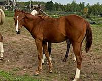 athletic-quarter-pony