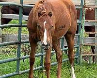 all-around-quarter-pony