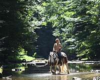 breeding-gypsy-vanner-horse