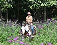color-producer-gypsy-vanner-horse