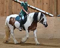 husband-safe-gypsy-vanner-horse