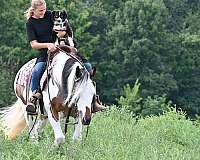 kid-safe-gypsy-vanner-horse