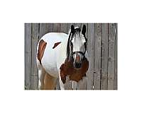lesson-gypsy-vanner-horse