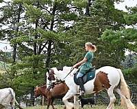 playday-gypsy-vanner-horse