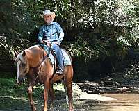 beginner-quarter-horse