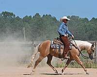 husband-safe-quarter-horse