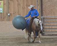 kid-safe-quarter-horse