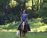 lesson-quarter-horse