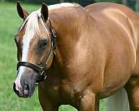 performance-quarter-horse