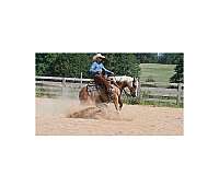 parade-quarter-horse
