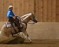 beginner-quarter-horse