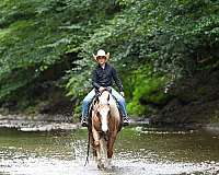 husband-safe-quarter-horse