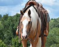 performance-quarter-horse