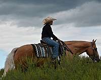 playday-quarter-horse